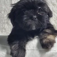 Lola, a female Shih Tzu for sale in Glenn Dale, MD – Photo 2 of 6