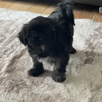 Lola, a female Shih Tzu for sale in Glenn Dale, MD – Photo 6 of 6