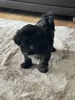 Fuchsia, a female Shih Tzu for sale in Glenn Dale, MD – Photo 4 of 4