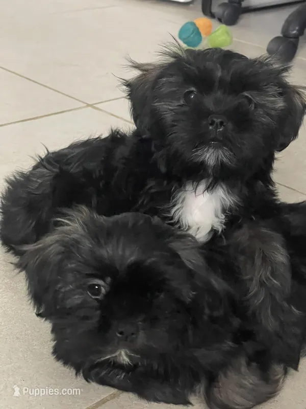 Lola – Shih Tzu puppy for sale in Glenn Dale, MD