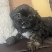 Lola, a female Shih Tzu for sale in Glenn Dale, MD – Photo 3 of 6