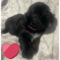 Lola, a female Shih Tzu for sale in Glenn Dale, MD – Photo 5 of 6