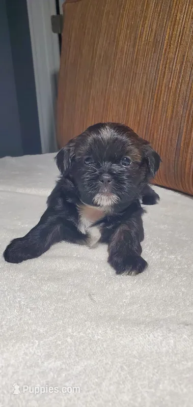 Puppy Yellow – Shih Tzu puppy for sale in Glenn Dale, MD