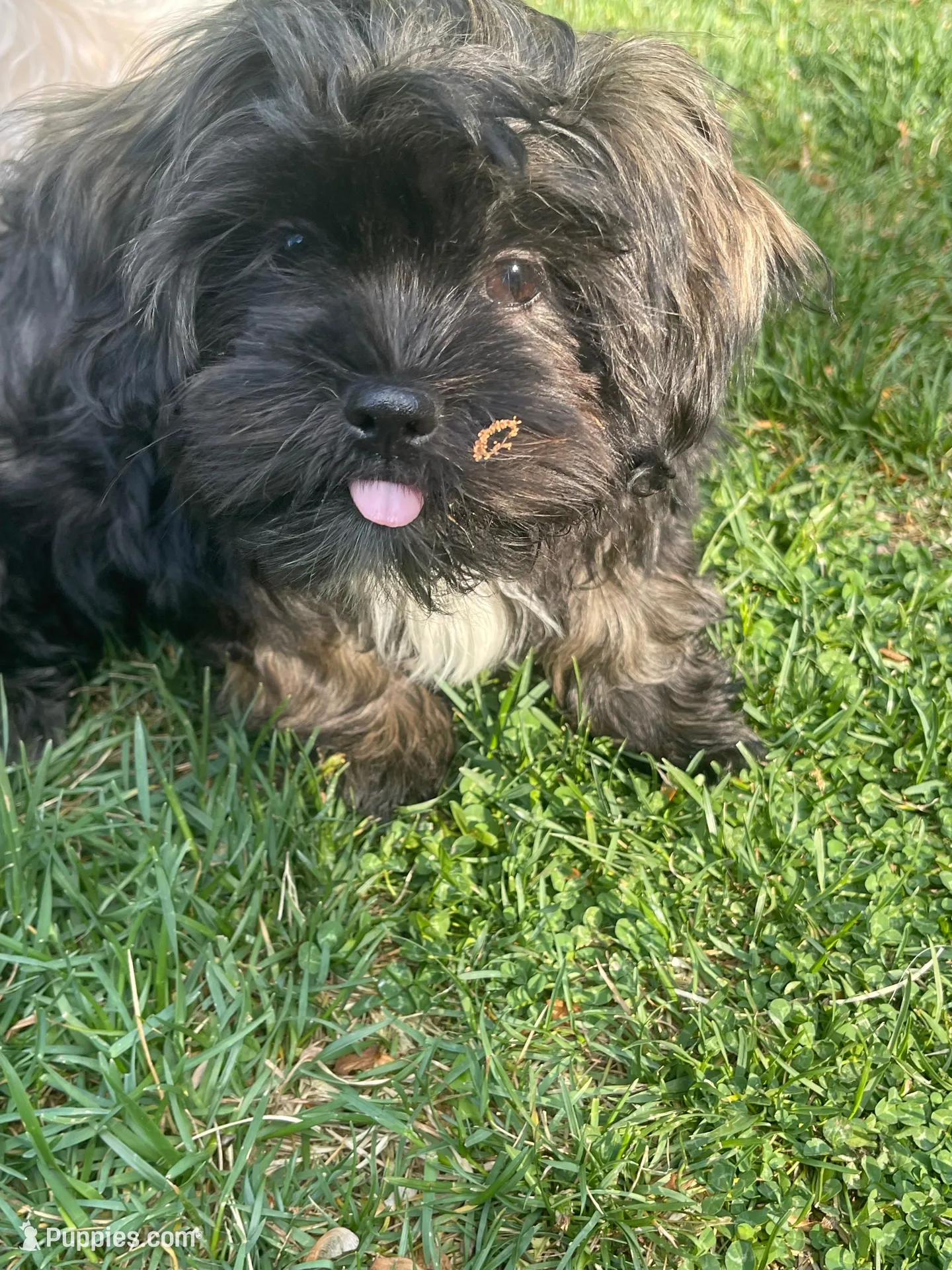 Gray, a male Shih Tzu for sale in Glenn Dale, MD – 6 of 8