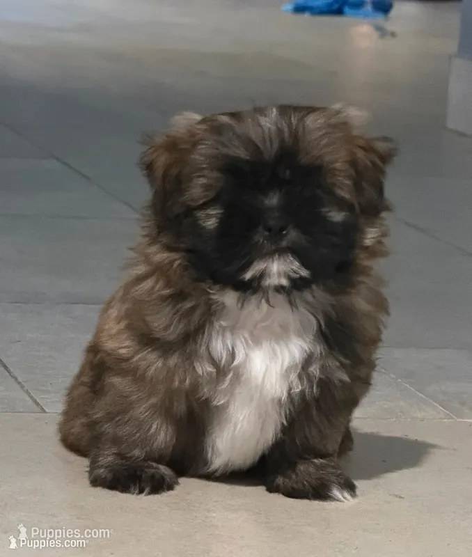 Puppy Whitee – Shih Tzu puppy for sale in Glenn Dale, MD
