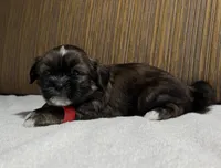 Puppy Red, a male Shih Tzu for sale in Glenn Dale, MD – 6 of 6