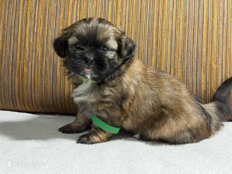Puppy Greene – Shih Tzu puppy for sale in Glenn Dale, MD