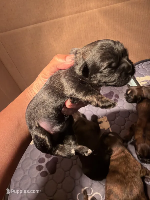 Puppy – Shih Tzu puppy for sale in Glenn Dale, MD