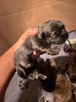 Puppy Yellow, a female Shih Tzu for sale in Glenn Dale, MD – 1 of 2