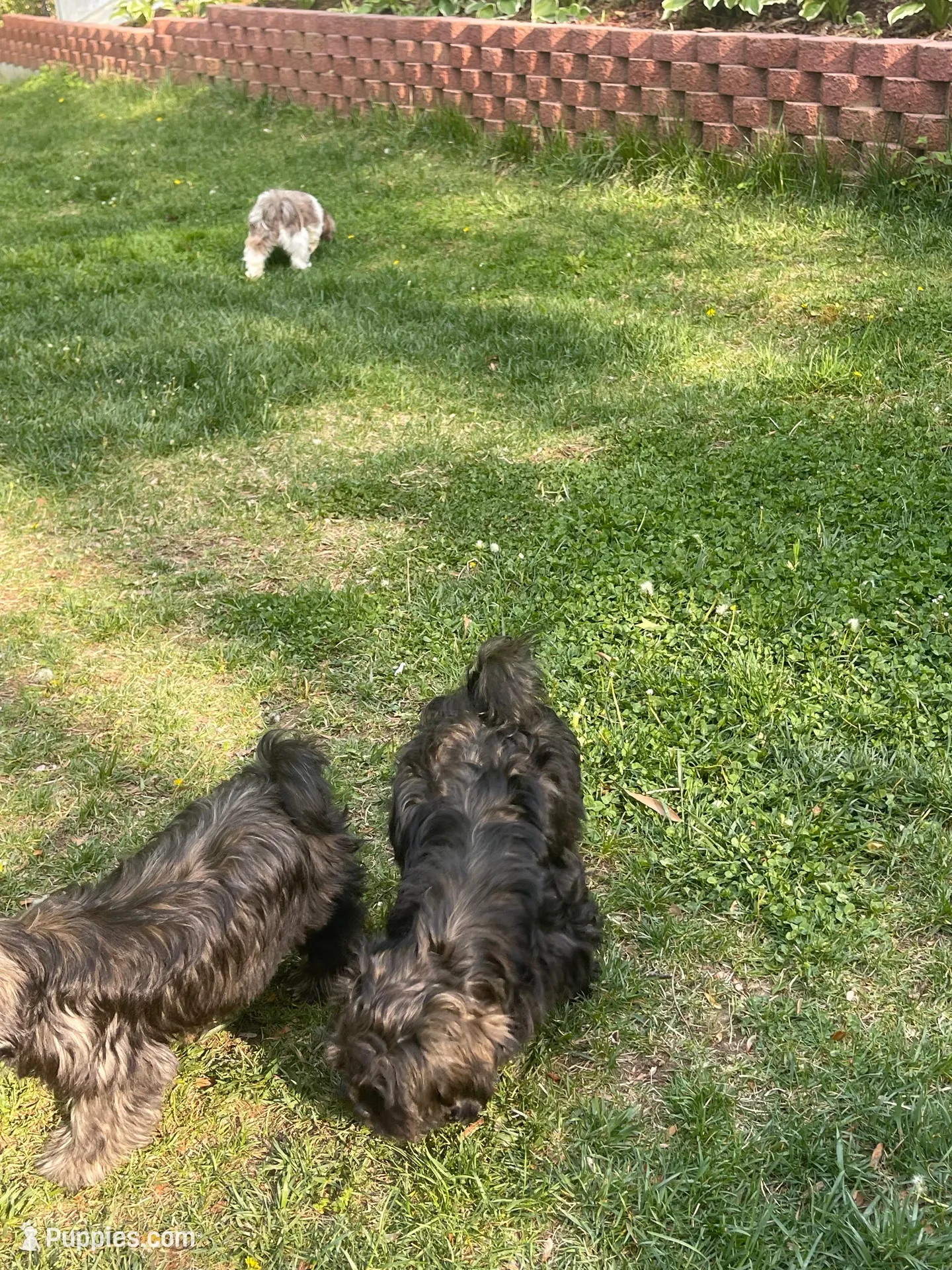 Gray, a male Shih Tzu for sale in Glenn Dale, MD – 5 of 8
