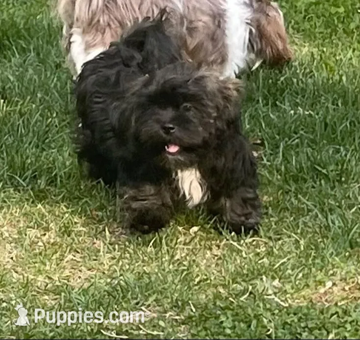 Gray, a male Shih Tzu for sale in Glenn Dale, MD – 1 of 8