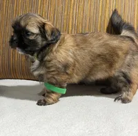 Puppy Greene, a female Shih Tzu for sale in Glenn Dale, MD – 2 of 5
