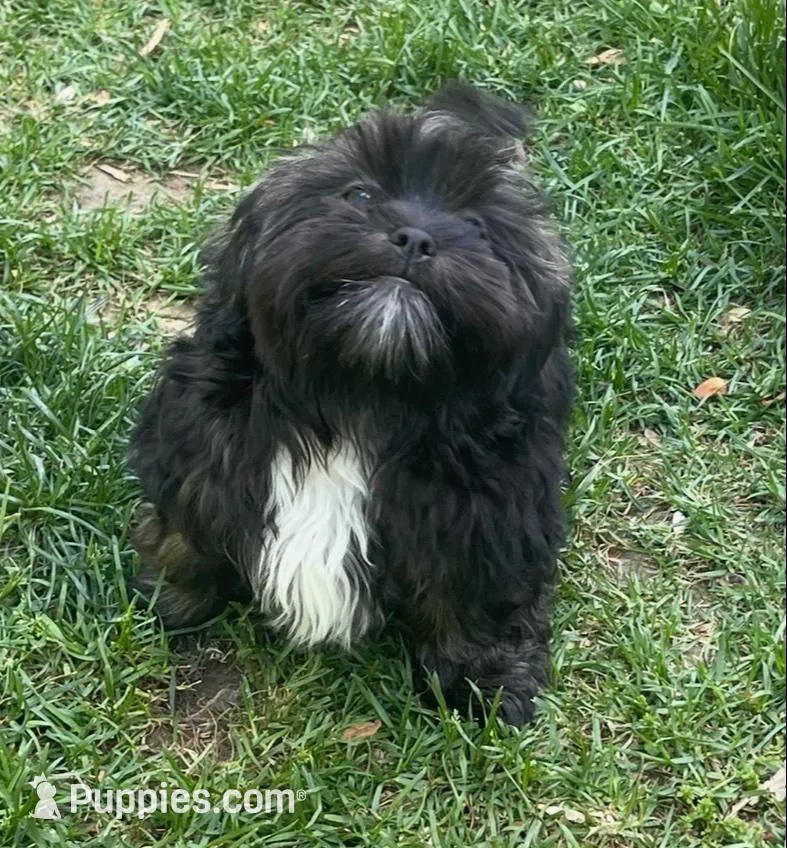 Gray, a male Shih Tzu for sale in Glenn Dale, MD – 4 of 8