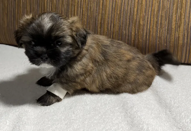Puppy Whitee – Shih Tzu puppy for sale in Glenn Dale, MD