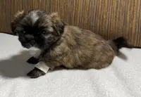 Puppy Whitee, a male Shih Tzu for sale in Glenn Dale, MD – 1 of 5