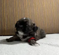 Puppy Red, a male Shih Tzu for sale in Glenn Dale, MD – 3 of 6