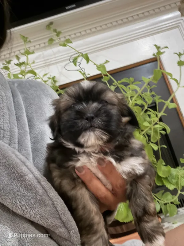 Puppy Red – Shih Tzu puppy for sale in Glenn Dale, MD