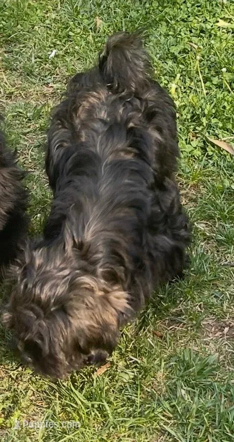 Gray, a male Shih Tzu for sale in Glenn Dale, MD – 3 of 8