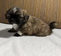 Puppy Whitee, a male Shih Tzu for sale in Glenn Dale, MD – 2 of 5