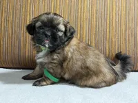 Puppy Greene, a female Shih Tzu for sale in Glenn Dale, MD – 5 of 5
