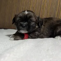 Puppy Red, a male Shih Tzu for sale in Glenn Dale, MD – 2 of 6