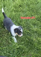 Female #1, a female Australian Cattle Dog and Australian Shepherd for sale in Hull, IA – 3 of 4