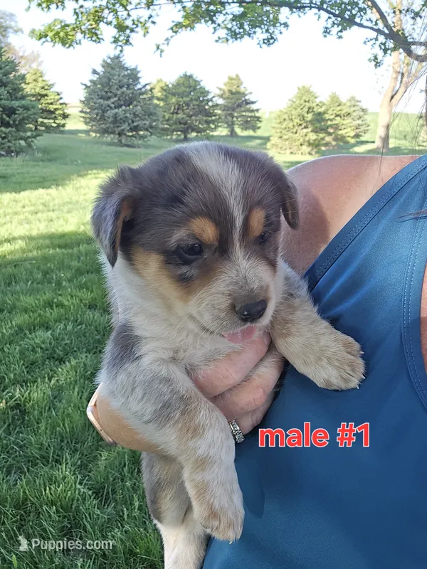 Male #1 – Australian Cattle Dog, Australian Shepherd puppy for sale in Hull, IA