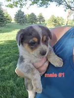 Male #1, a male Australian Cattle Dog and Australian Shepherd for sale in Hull, IA – 1 of 4