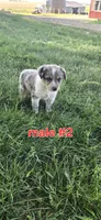 Male #2, a male Australian Cattle Dog and Australian Shepherd for sale in Hull, IA – 3 of 4