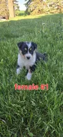 Female #1, a female Australian Cattle Dog and Australian Shepherd for sale in Hull, IA – 2 of 4