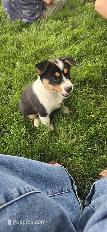 Female #1 – Australian Cattle Dog, Australian Shepherd puppy for sale in Hull, IA