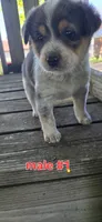 Male #1, a male Australian Cattle Dog and Australian Shepherd for sale in Hull, IA – 3 of 4