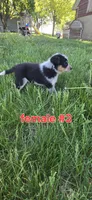 Female #2, a female Australian Cattle Dog and Australian Shepherd for sale in Hull, IA – 2 of 4
