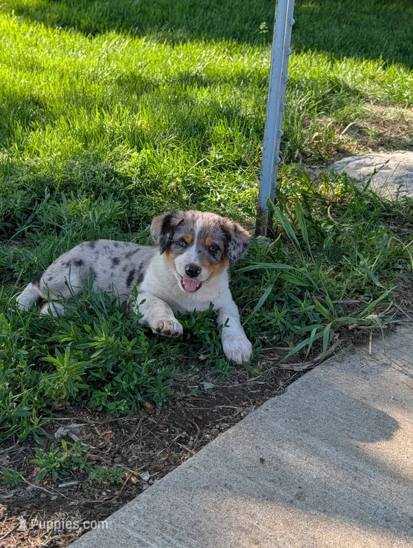 Male #2 – Australian Cattle Dog, Australian Shepherd puppy for sale in Hull, IA