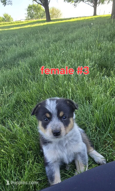 Female #2 – Australian Cattle Dog, Australian Shepherd puppy for sale in Hull, IA