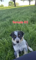 Female #2, a female Australian Cattle Dog and Australian Shepherd for sale in Hull, IA – 1 of 4