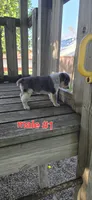 Male #1, a male Australian Cattle Dog and Australian Shepherd for sale in Hull, IA – 2 of 4