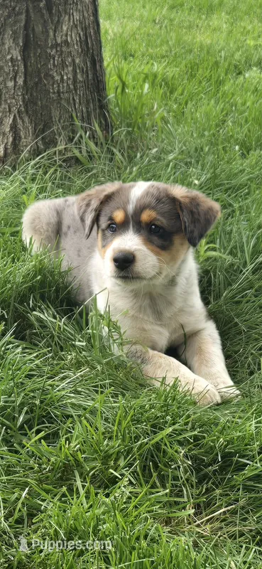 Male #1 – Australian Cattle Dog, Australian Shepherd puppy for sale in Hull, IA