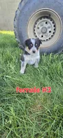 Female #2, a female Australian Cattle Dog and Australian Shepherd for sale in Hull, IA – 3 of 4