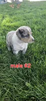 Male #2, a male Australian Cattle Dog and Australian Shepherd for sale in Hull, IA – 2 of 4