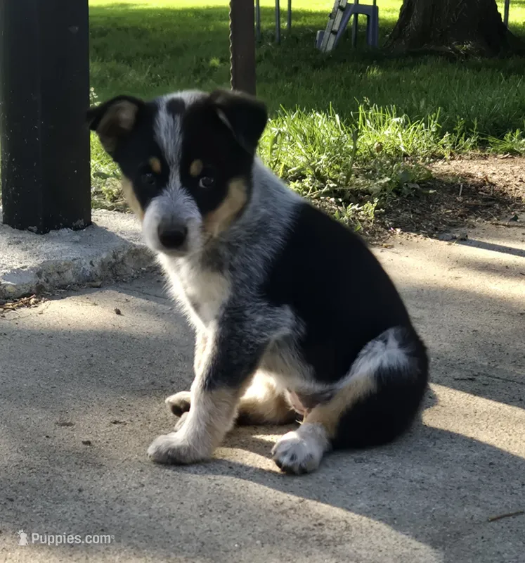 Female #2 – Australian Cattle Dog, Australian Shepherd puppy for sale in Hull, IA