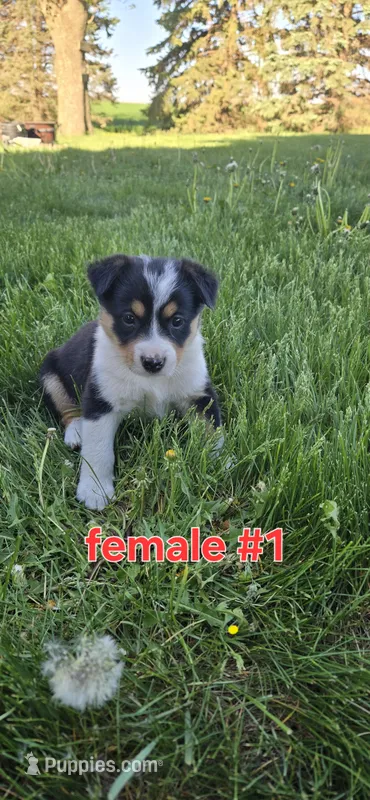 Female #1 – Australian Cattle Dog, Australian Shepherd puppy for sale in Hull, IA