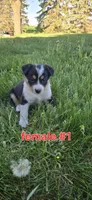 Female #1, a female Australian Cattle Dog and Australian Shepherd for sale in Hull, IA – 1 of 4