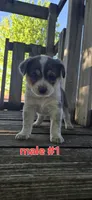 Male #1, a male Australian Cattle Dog and Australian Shepherd for sale in Hull, IA – 4 of 4