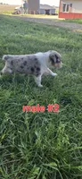 Male #2, a male Australian Cattle Dog and Australian Shepherd for sale in Hull, IA – 4 of 4