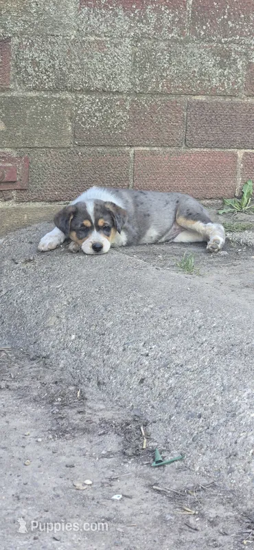 Male #1 – Australian Cattle Dog, Australian Shepherd puppy for sale in Hull, IA