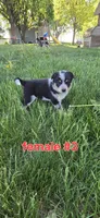 Female #2, a female Australian Cattle Dog and Australian Shepherd for sale in Hull, IA – 4 of 4