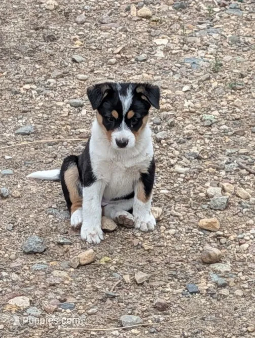 Female #1 – Australian Cattle Dog, Australian Shepherd puppy for sale in Hull, IA