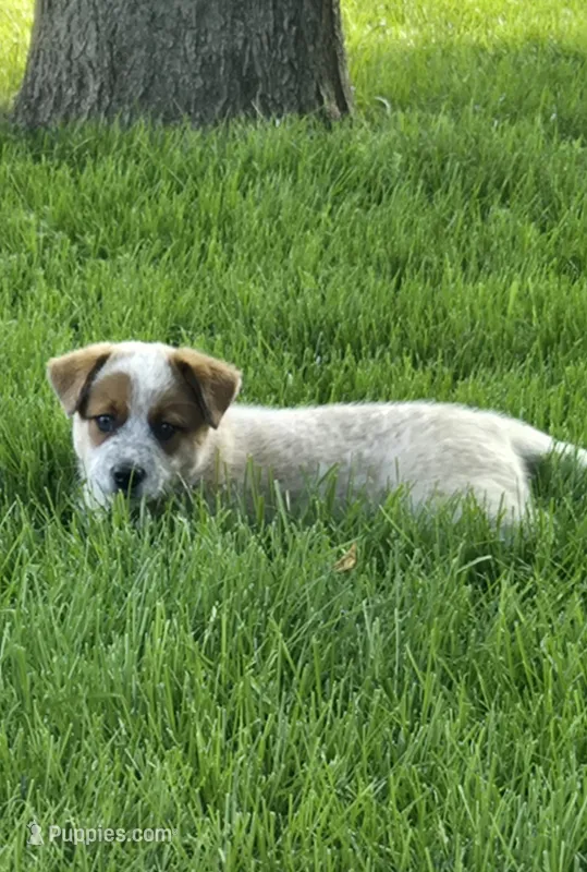 Big Red – Australian Cattle Dog, Australian Shepherd puppy for sale in Hull, IA