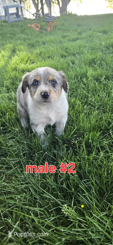 Male #2 – Australian Cattle Dog, Australian Shepherd puppy for sale in Hull, IA